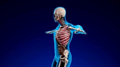 Thumbnail for Human skeleton