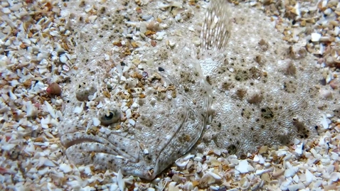 Thumbnail for Mimicry and camouflage