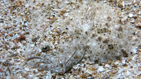 Thumbnail for entry Mimicry and camouflage