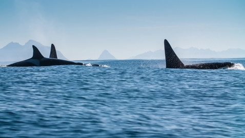 Thumbnail for Orca Whales