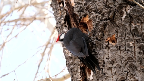 Thumbnail for Woodpecker