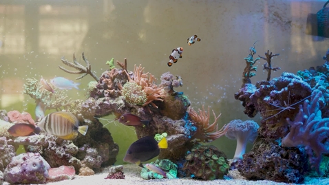 Thumbnail for Fish Swimming
