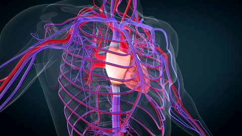 Thumbnail for Heart location