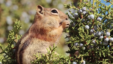 Thumbnail for entry Squirrel Eating