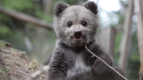 Thumbnail for Bear Cub