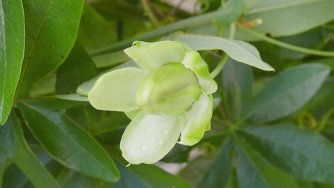 Thumbnail for Blooming flower