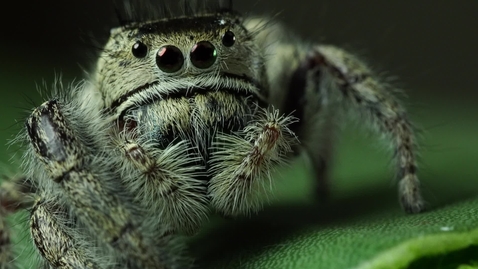 Thumbnail for Spider