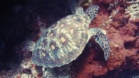 Thumbnail for Sea turtle swimming