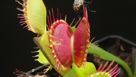 Thumbnail for Carnivorous plant