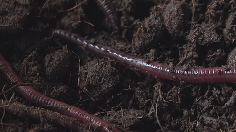 Thumbnail for entry Earthworm in soil