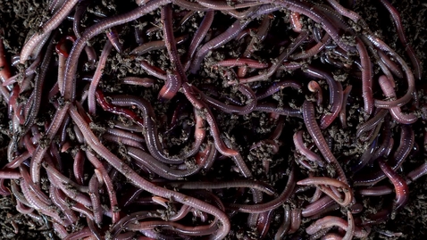 Thumbnail for Earthworms