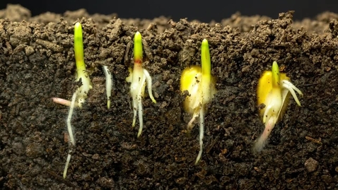 Thumbnail for Fast Growing Roots