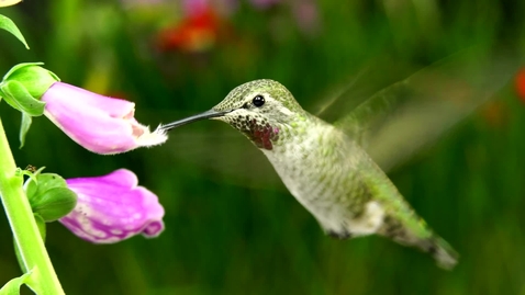 Thumbnail for entry Hummingbird flying