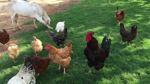 Thumbnail for Flock of chickens