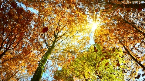 Thumbnail for Leaves falling