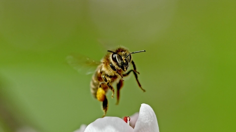 Thumbnail for Bee