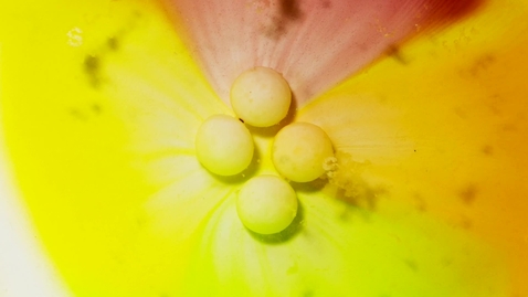 Thumbnail for Dissolving candies