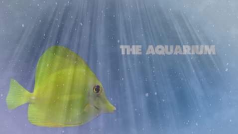 Thumbnail for THE AQUARIUM Taylor Jane Holland