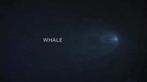 Thumbnail for WHALE Minho Kim