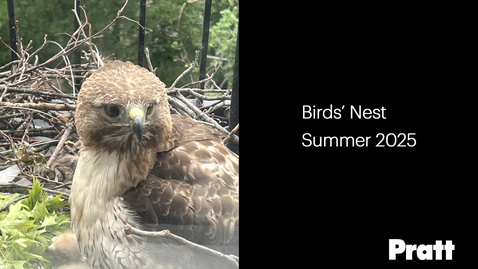 Thumbnail for Pratt Birds' Nest Summer 2025