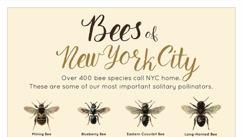 Thumbnail for Designing for Solitary Bees