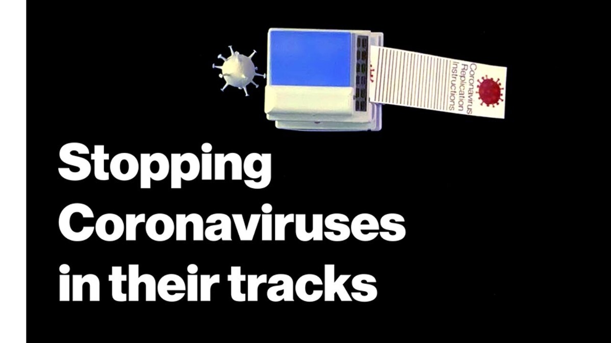 Stopping coronviruses in their tracks
