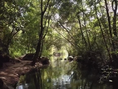 Mixkit-forest-stream-in-the-sunlight-529-medium