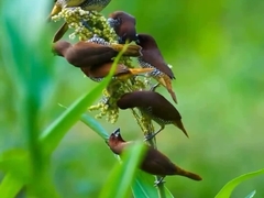 Birds-videos