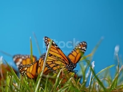butterfly