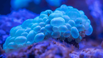 BioHacking: Vücudumuzun Sınırlarını Yeniden Tanımlamak