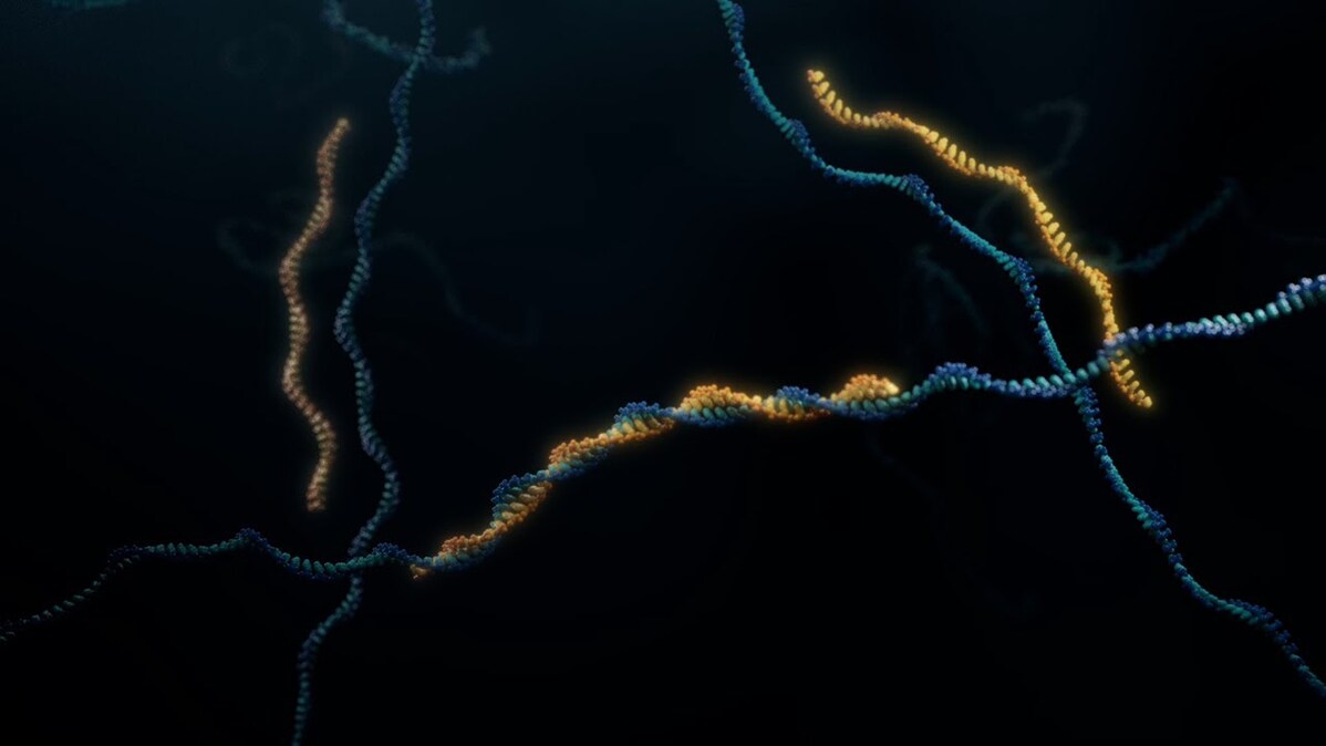 RNA-targeting medicines: search and delete in cells