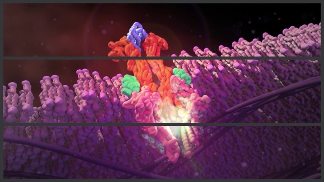 真性多血症の病態