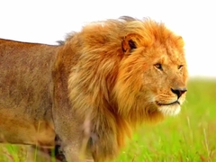 lion_large