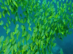 Fish-video