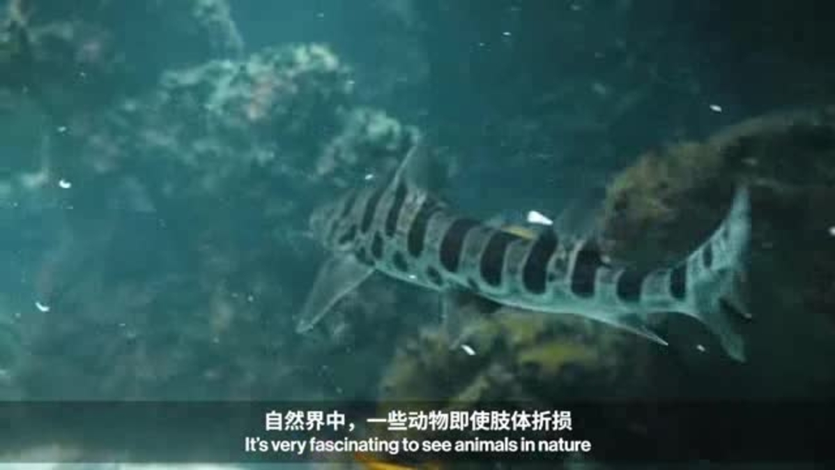 研究软骨再生