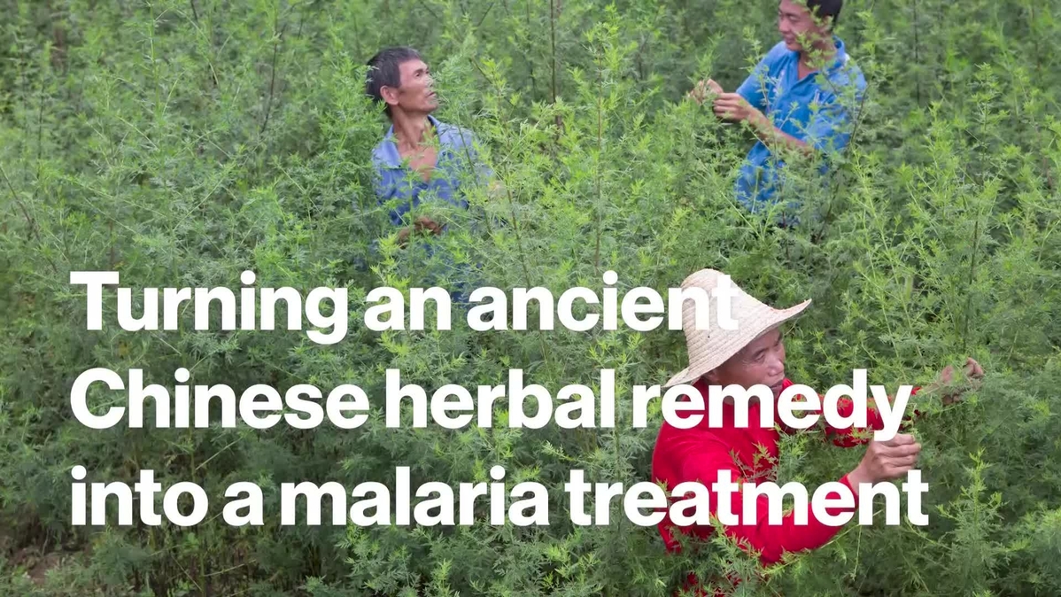 Turning an ancient Chinese herbal remedy into a malaria treatment