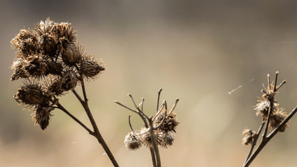 Biyomimikri ve Geleceği Şekillendiren Doğa Esintileri