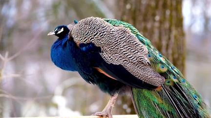blue_peacocok