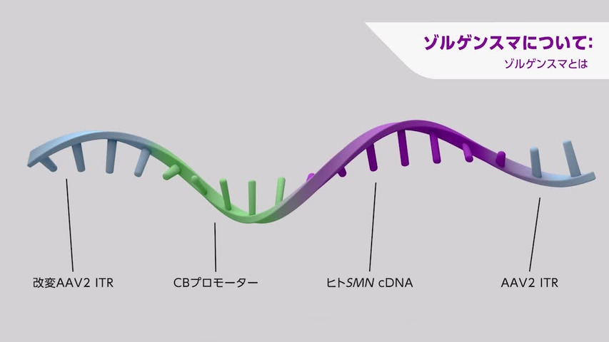 ゾルゲンスマ　作用機序動画
