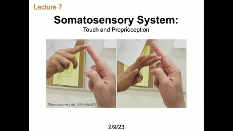 Thumbnail for entry Lecture 7_Somatosensory System Touch and Proprioception 2923