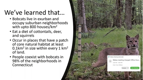 Thumbnail for Do you see that bobcat out your window?