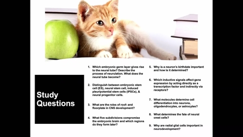 Thumbnail for Lecture 21_Early brain development