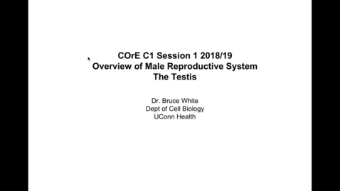 Thumbnail for Overview of Testis