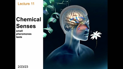 Thumbnail for Lecture 11_Chemical senses (Part I) 022322