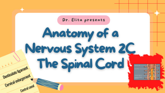 16 Anatomy of the Nervous System 2C The Spinal Cord