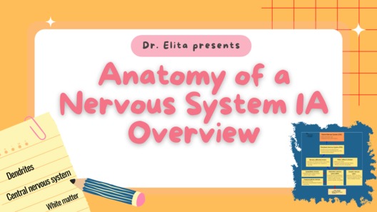 15 Anatomy of the Nervous System 1A Overview