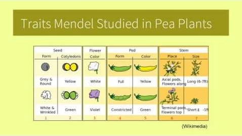 Thumbnail for Mendel's Experiments