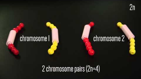 Thumbnail for Mitosis Beads Activity