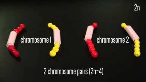 Thumbnail for entry Mitosis Beads Activity