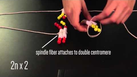 Thumbnail for Meiosis Beads Activity